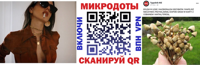 цена   Артём  Галлюциногенные грибы Psilocybine cubensis 